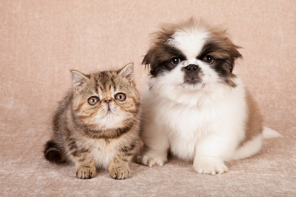 Cute cat and dog