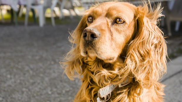 Cocker Spaniel