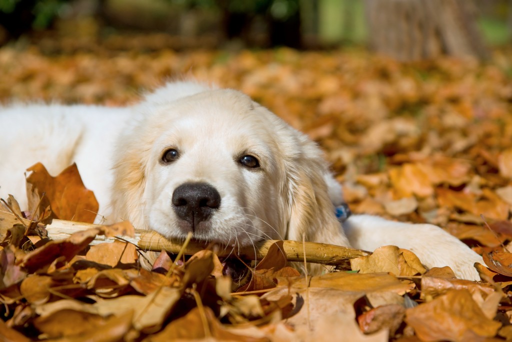 GR Golden Retriever puppy lying in Autumn Fall leaves