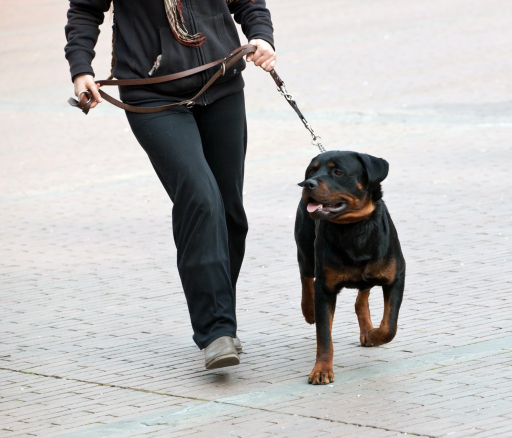 Rottweiler and master walk with a leash
