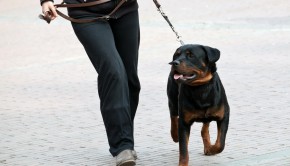 Rottweiler and master walk with a leash