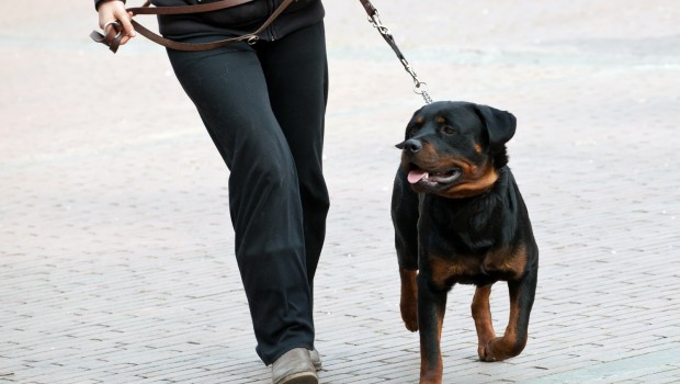 Rottweiler and master walk with a leash