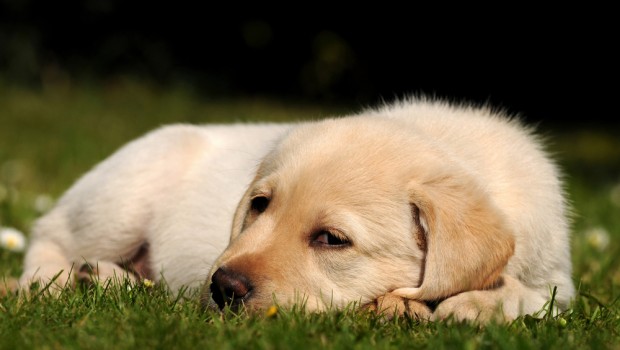 Golden Puppy