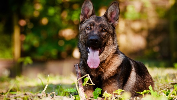 german shepherd dog outdoors