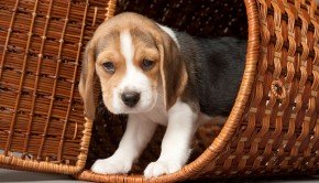 Beagle in basket