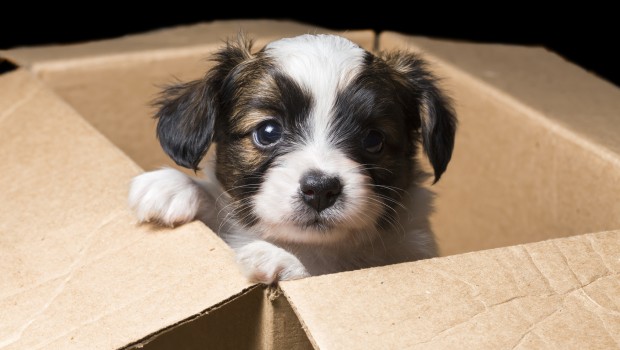 Papillon puppy in a carton box