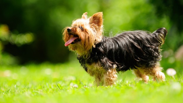 Yorkshire Terrier Dog