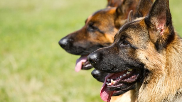 Shepherd Dogs