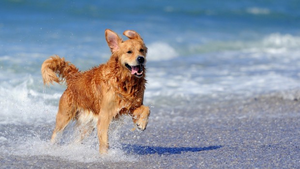 Dog running on beach with activity tracker