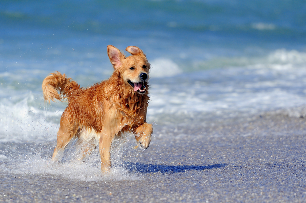 Dog running on beach with activity tracker