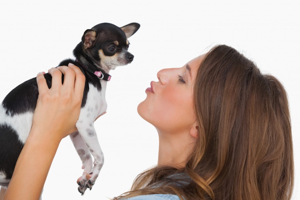 Happy woman looking at her chihuahua on white background
