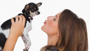 Happy woman looking at her chihuahua on white background