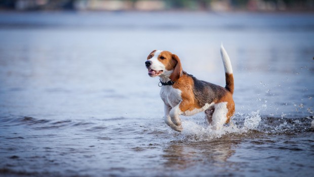 Dog Beach