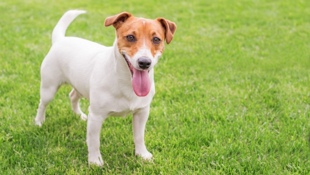 Dog On Grass