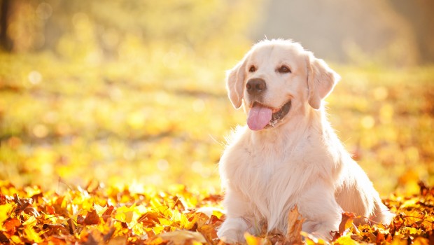 golden retriever autumn portrait