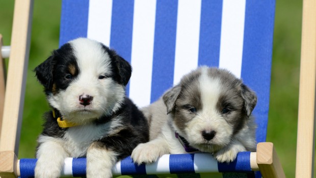 Puppies Deckchair