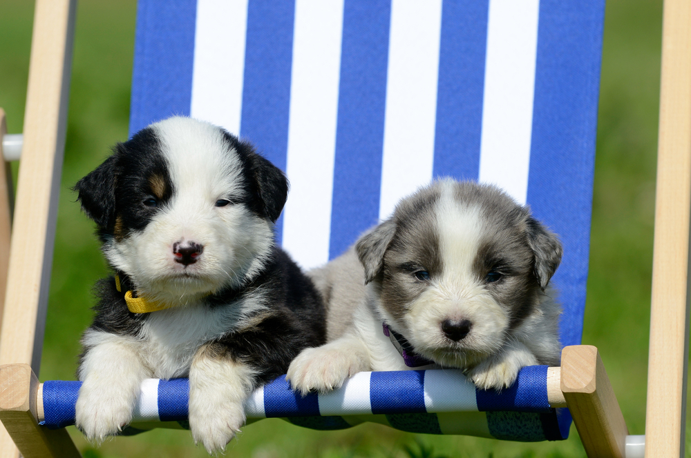 Puppies Deckchair