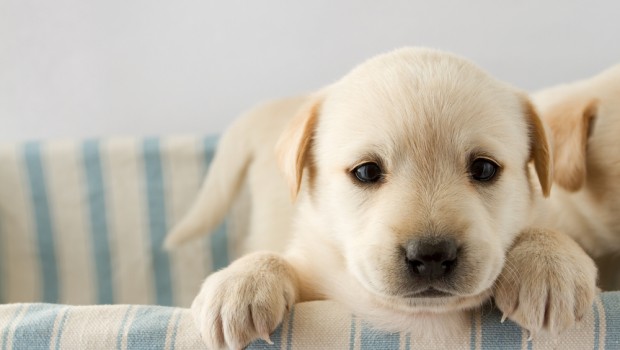 Puppy in Bed