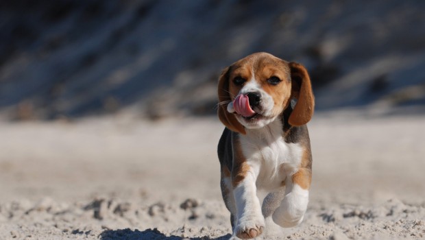 Running hound