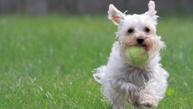 Dog With Ball