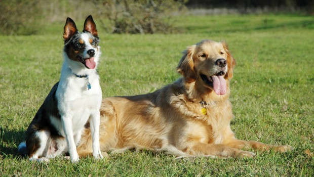 Two Dogs Sitting