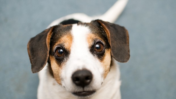 Smiling Dog