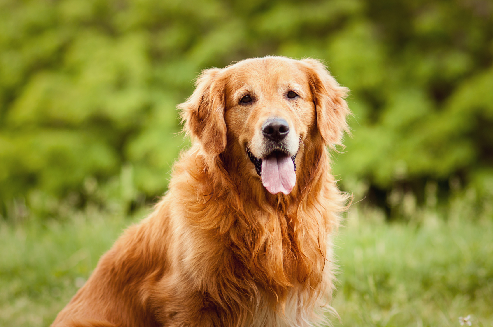 Long Haired Lab All You Need To Know About Long Labrador Coats |  