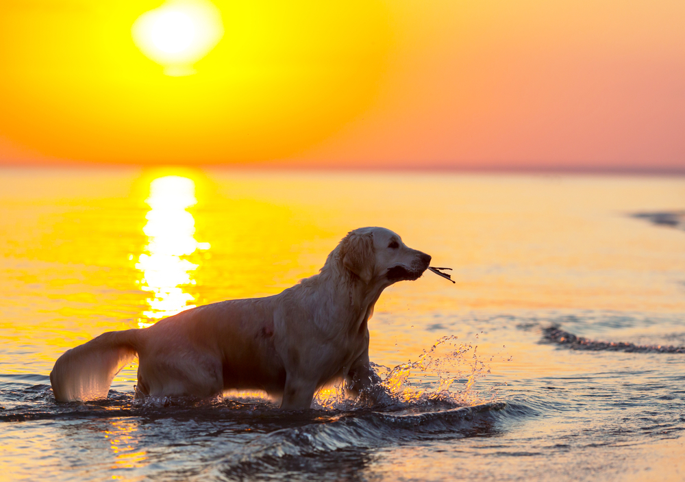 Sunset Dog