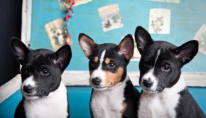 Three terriers
