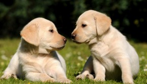 Golden Lab Puppies