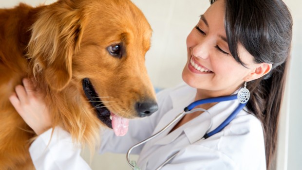 Vet examining a dog