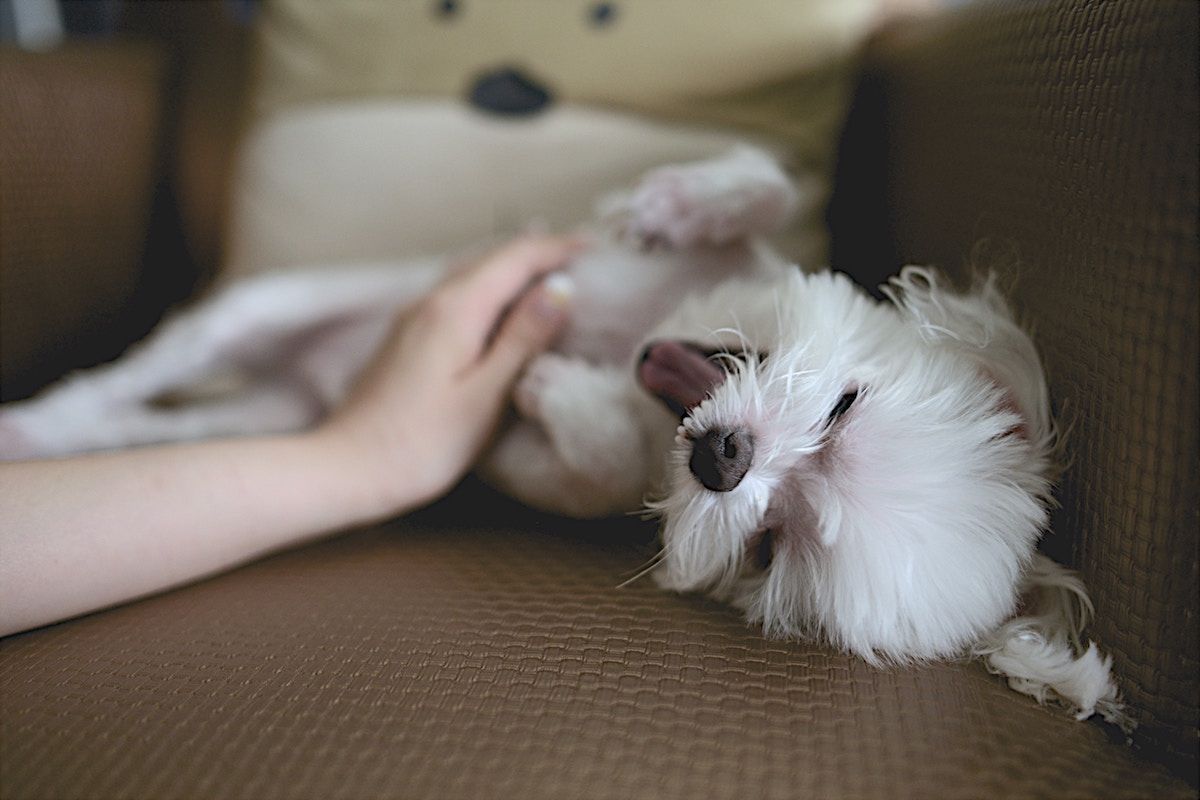 Dog Playing On Couch