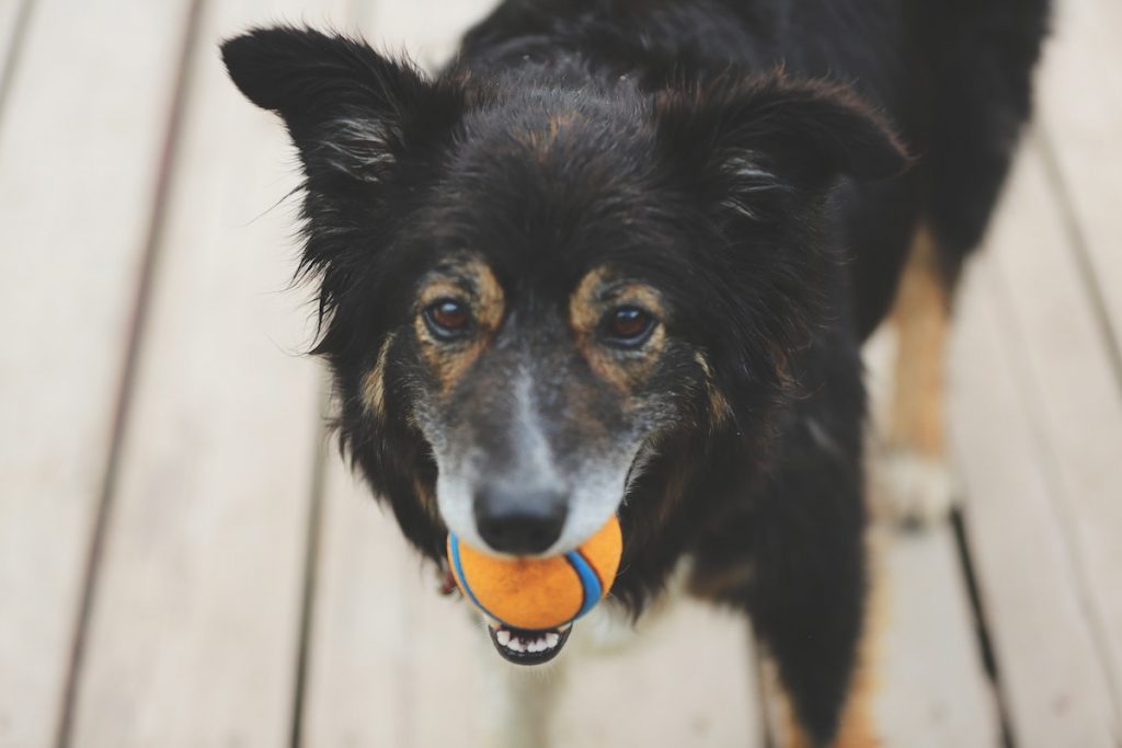 Dog With Ball In Mouth