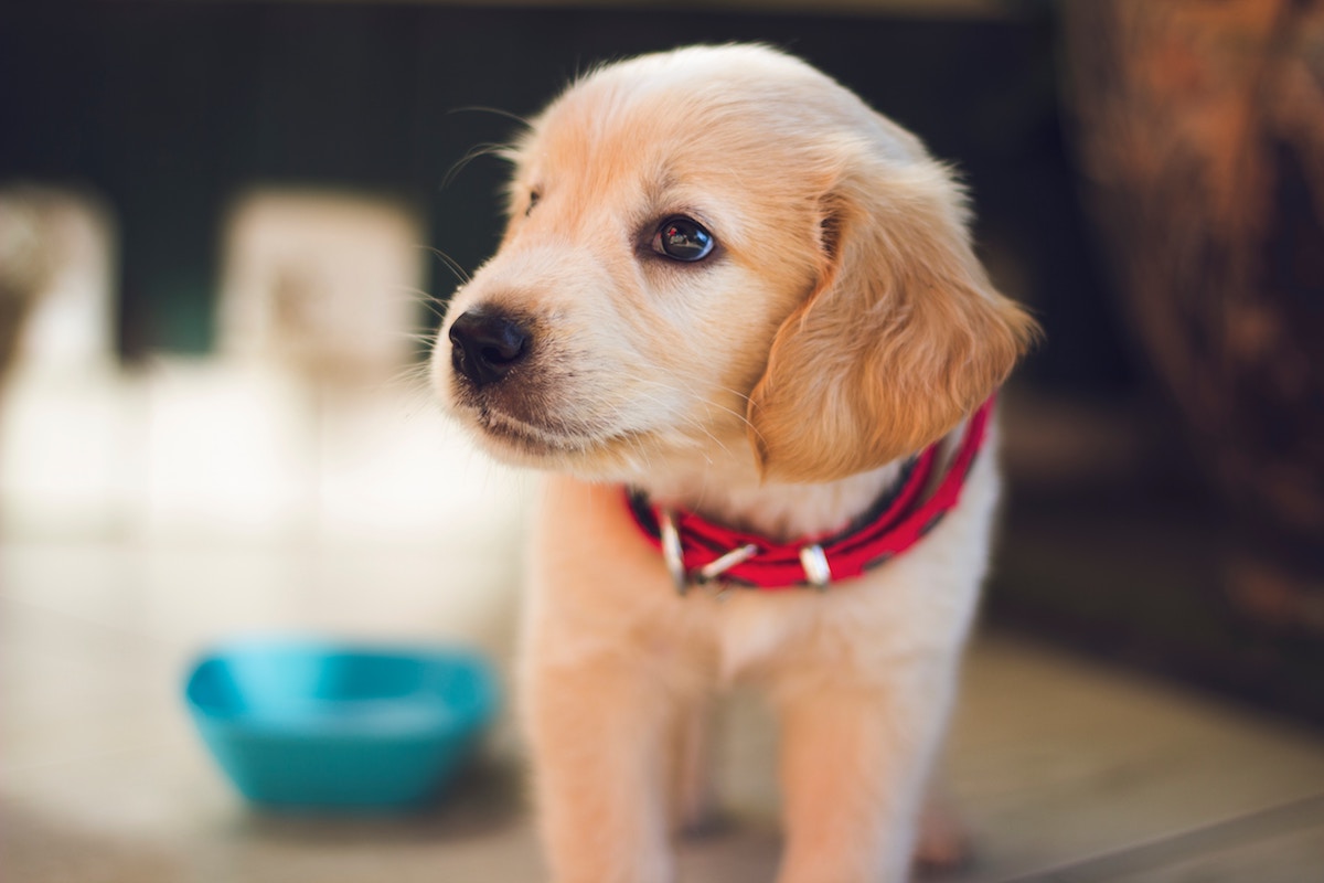 Golden Puppy