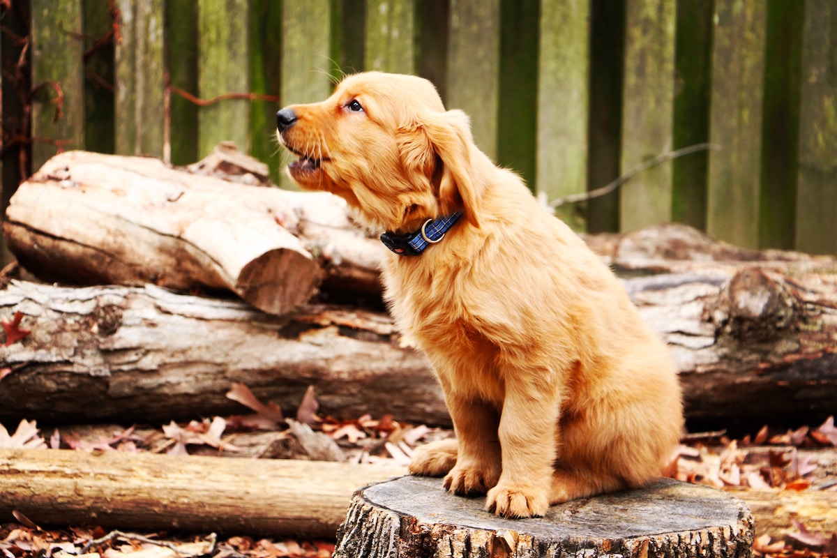 Golden Retriever Puppy