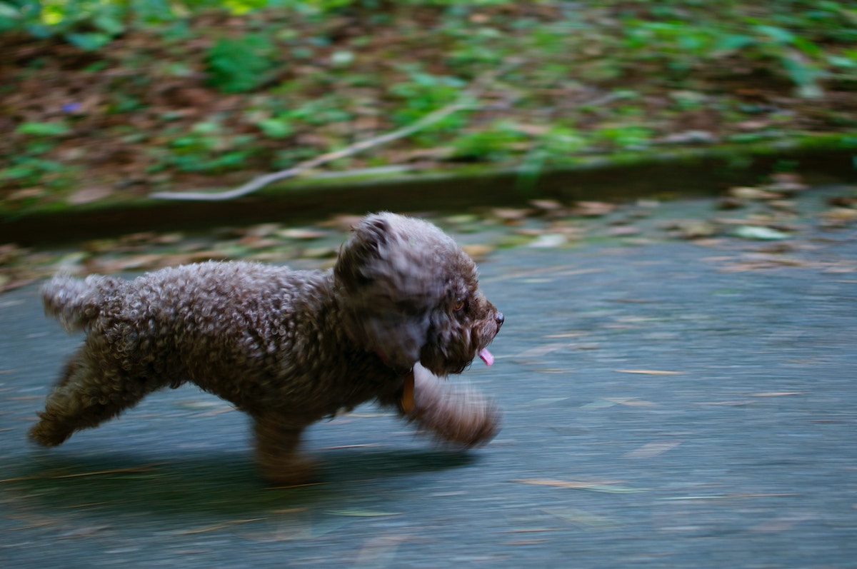 Small Dog Running