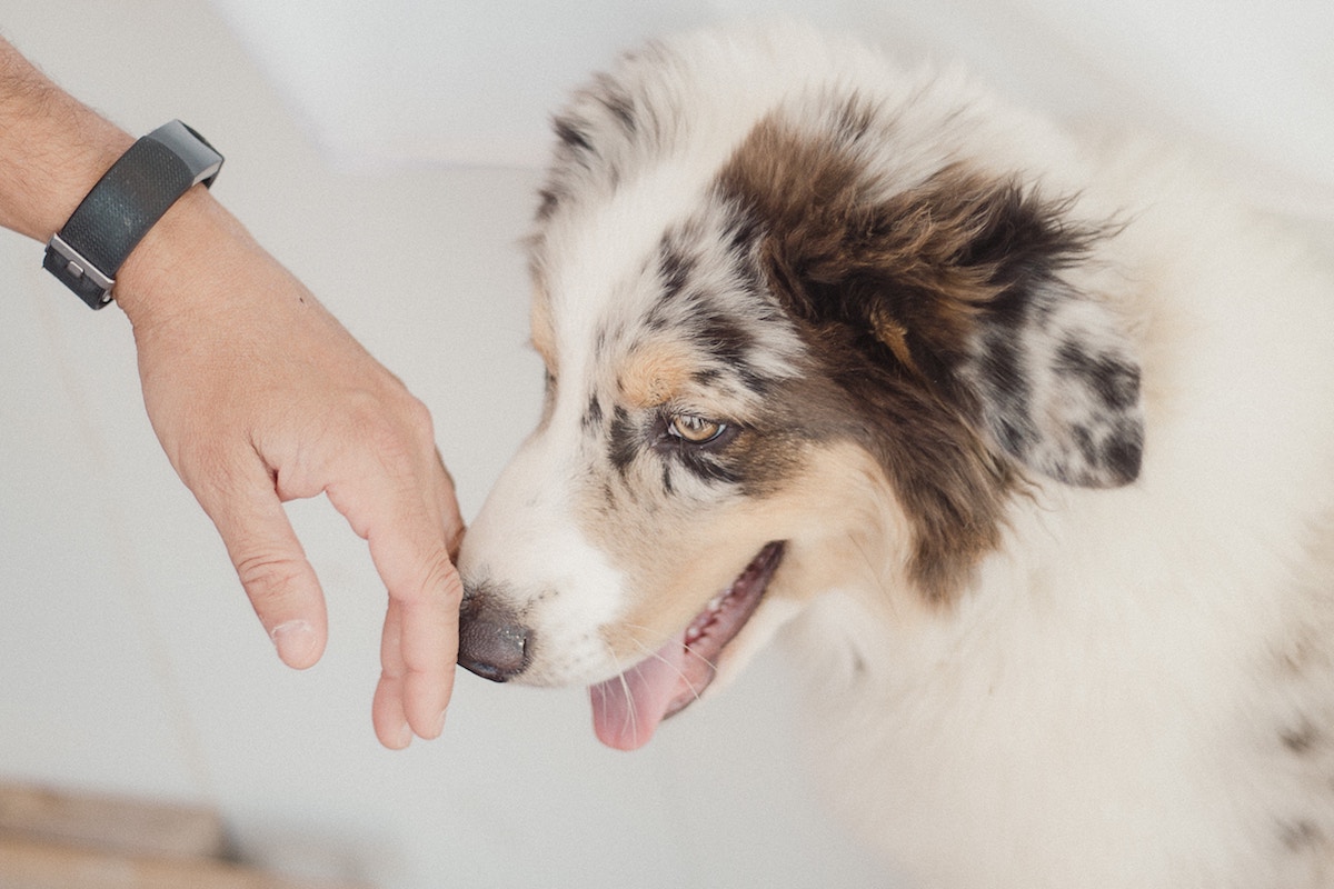 Dog Sniffing Hand