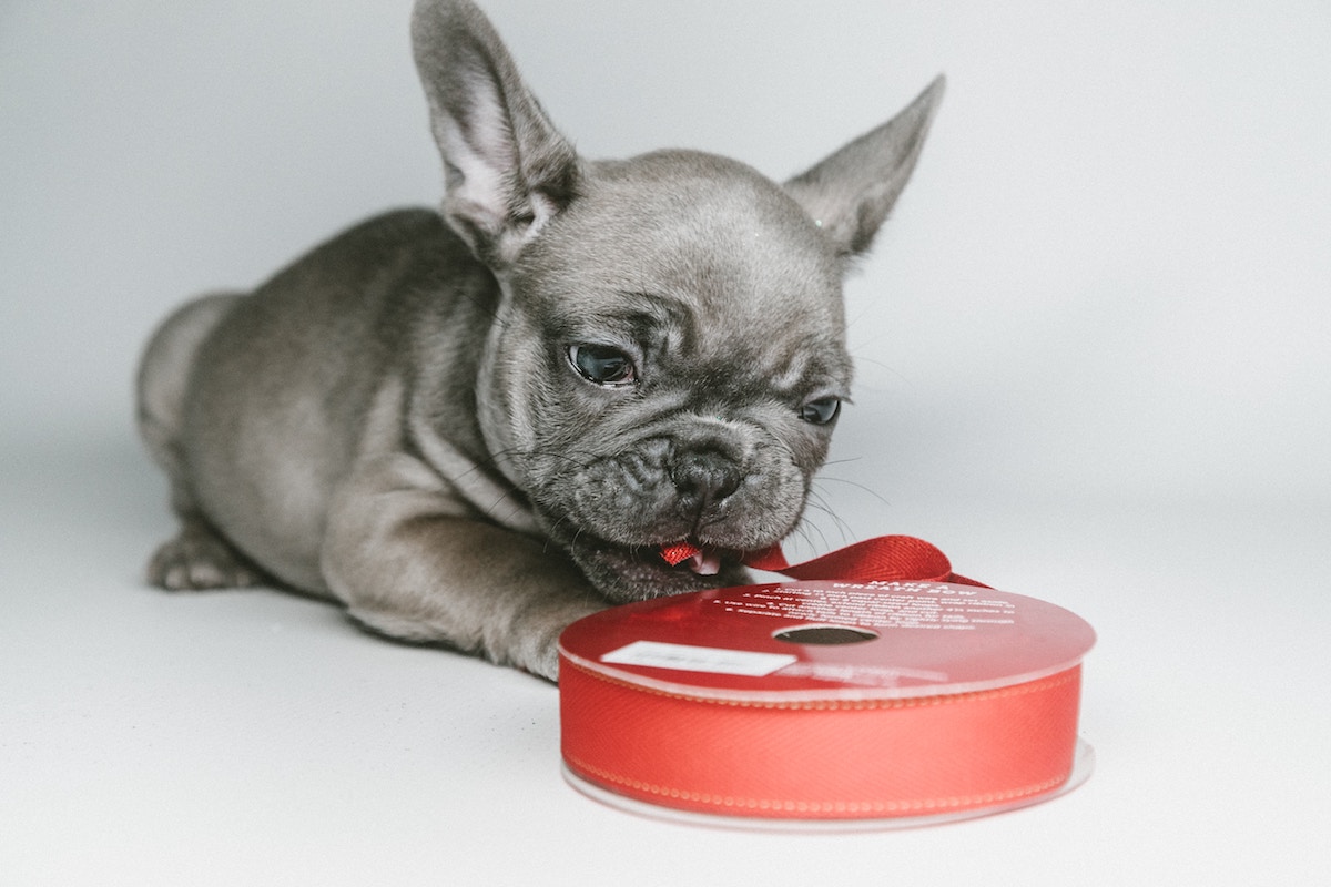 Pug Puppy