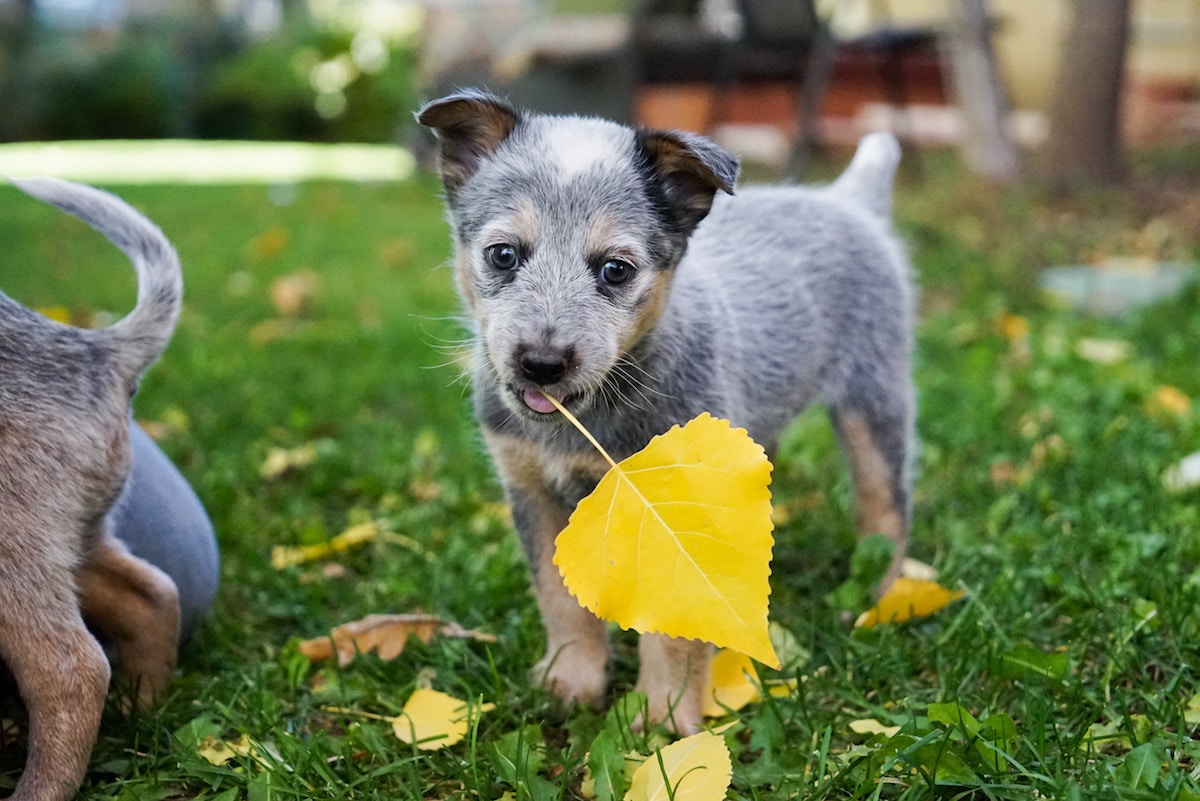 Puppy With Leaf