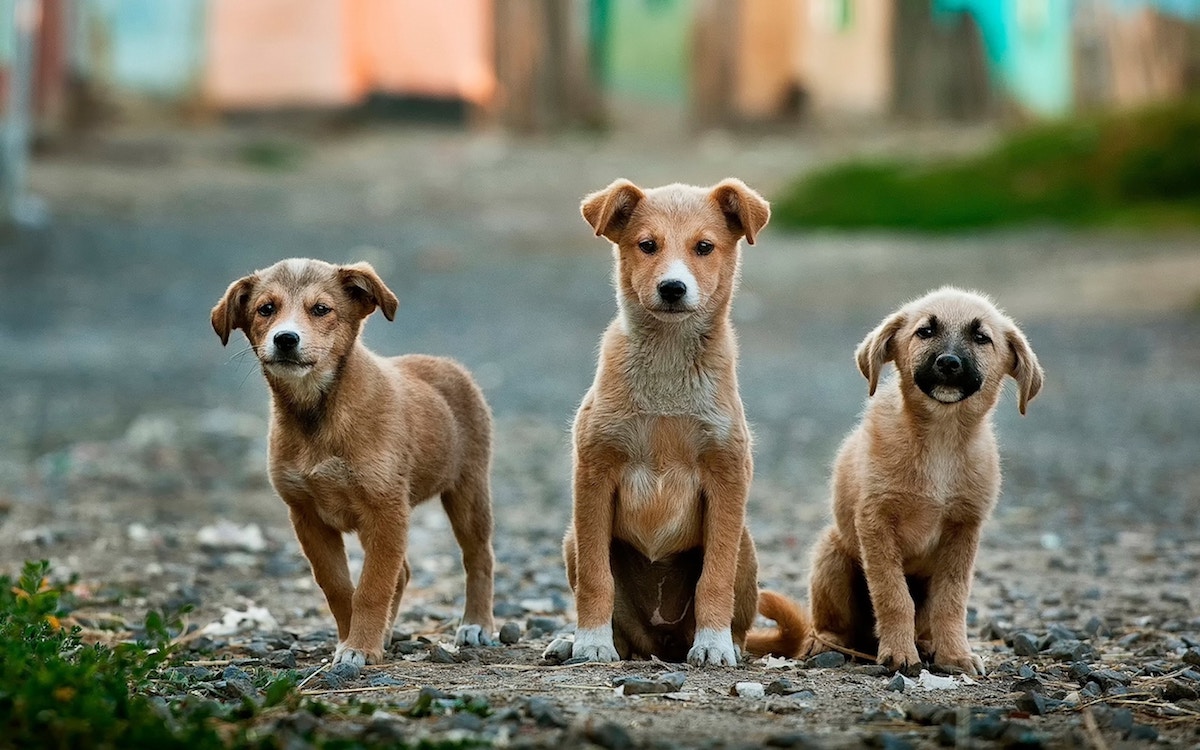 Stray Puppies