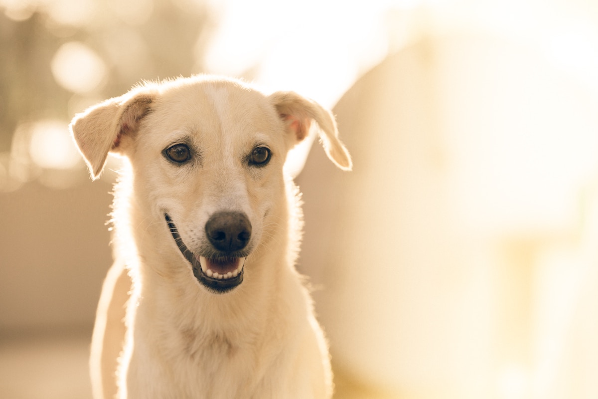 White Mutt Dog