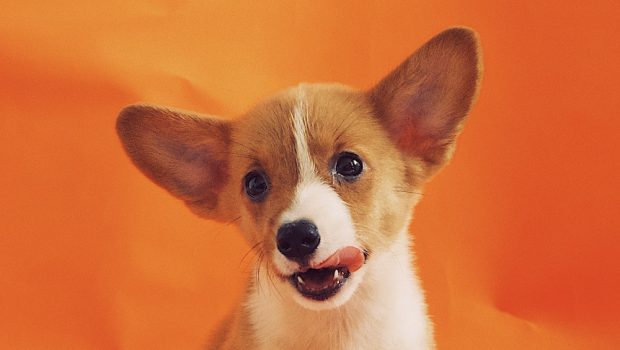 Corgi Licking