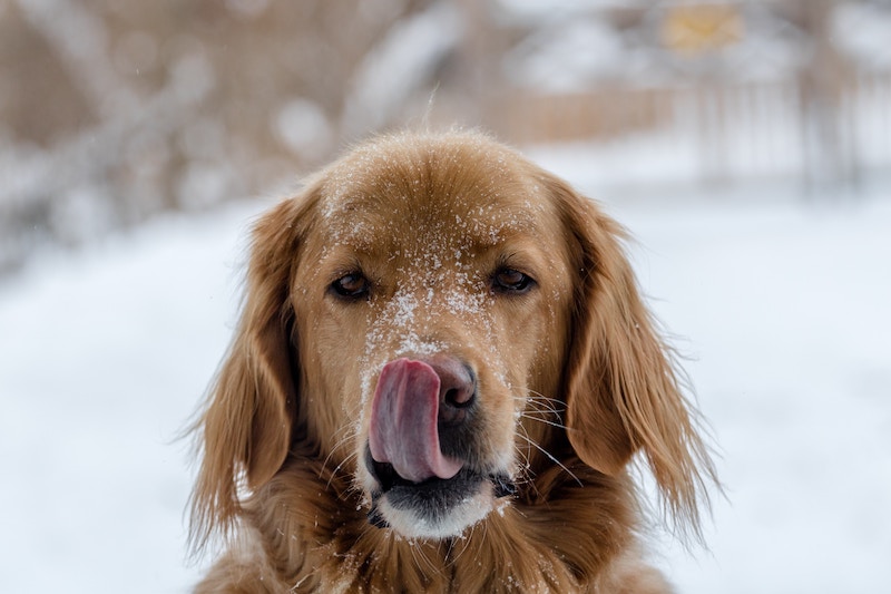 Dog Licking Nose