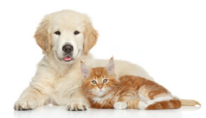 Golden retriever puppy and kitten
