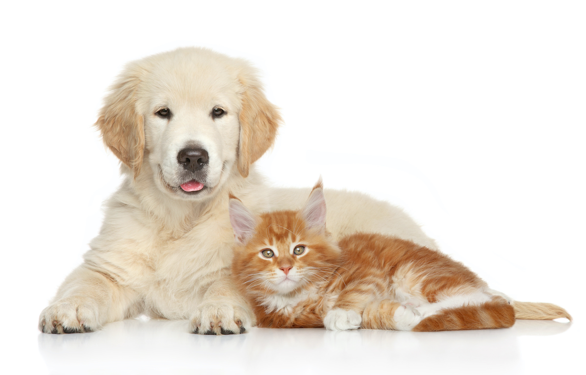 what-are-the-top-dog-and-cat-names-from-2020