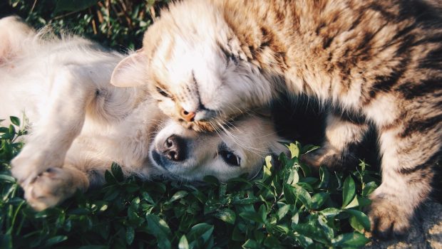 Puppy and Kitten