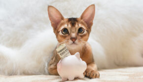 Cat with Piggy Bank