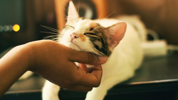 Kitten Being Scratched