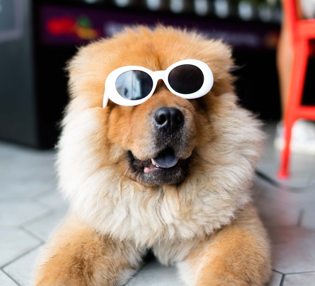 Dog With Shades