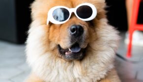 Dog With Shades